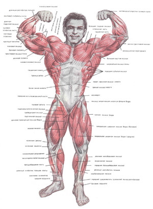 Сколько мышц у человека