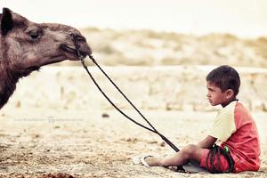 Ребенок водит за нос верблюда