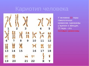 Изменения в системе хромосом