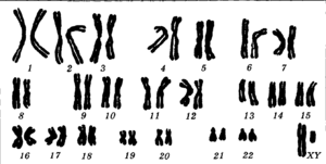 Виды хромосомов