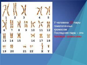 Сколько хромосом у человека