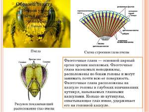 Схема строения глаз пчелы