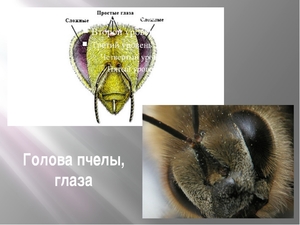  Фасеточные глаза пчелы