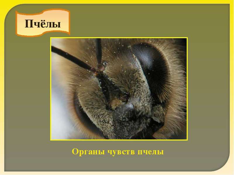 Особенности зрения пчелы