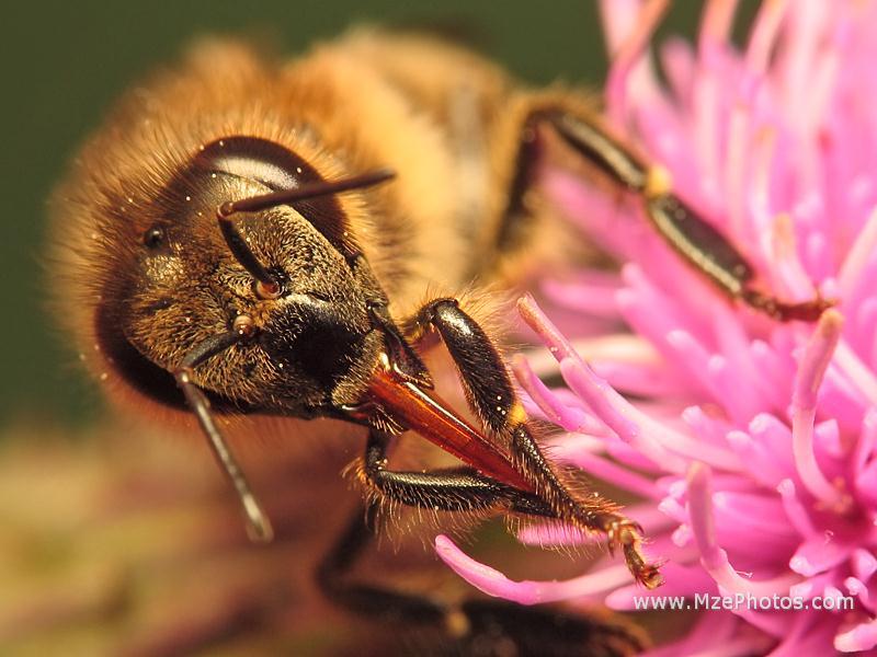 Органы зрения пчелы