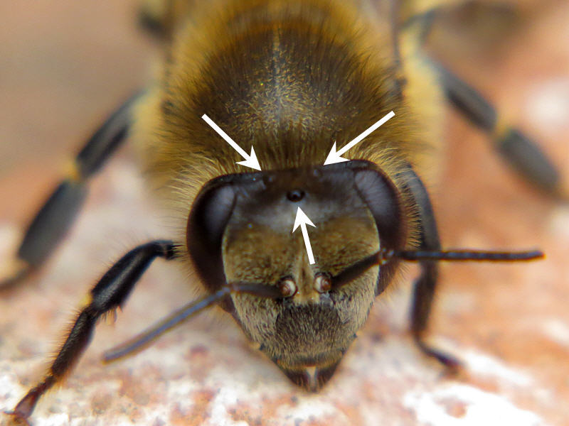 Расположение простых глаз пчелы