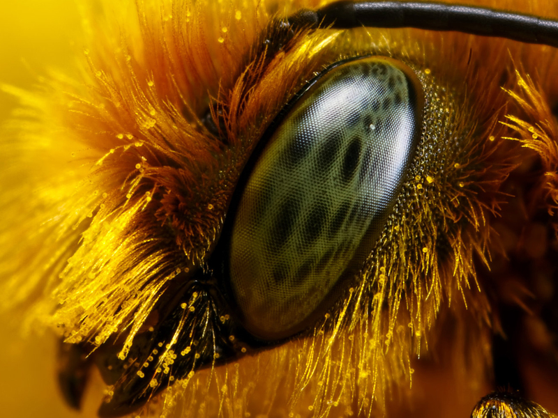 Оба глаза пчелы