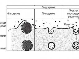 Функции и строение клеточной мембраны