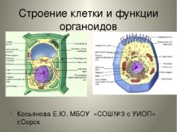 Функции и строение органоидов клетки