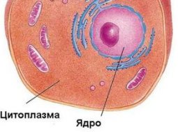Цитоплазма: химический состав, строение и основные функции