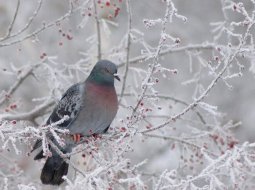 Зимующие птицы: группы и виды, особенности строения и значение для человека