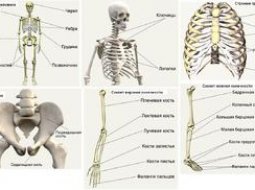 Описание скелета человека с названием костей