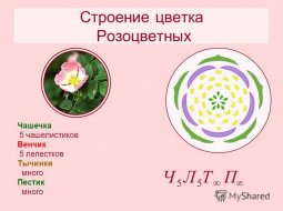 Растения семейства розоцветных: морфологическое описание видов и формула цветка