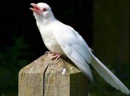История и значение фразеологизма Белая ворона