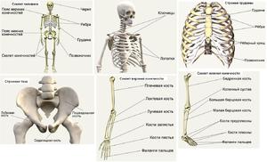 Структура скелета человека