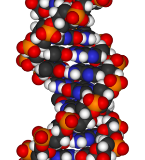 Спираль нуклеотида - схема
