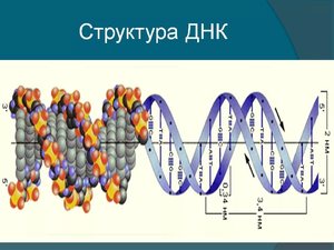 Структура ДНК по схеме
