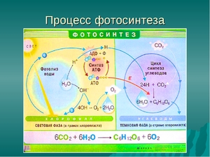 Продукты фотосинтеза