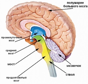 Функции продолговатого мозга