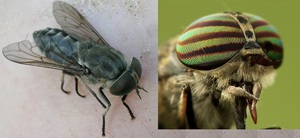 Сколько на самом деле пар ног у насекомых