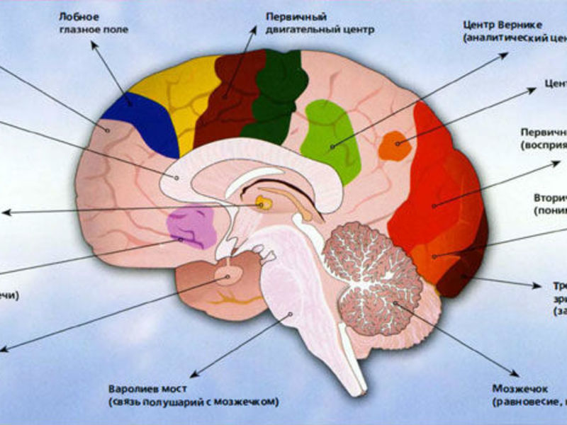 Основной центр мозга
