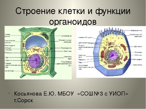 Функции и строение органоидов клетки