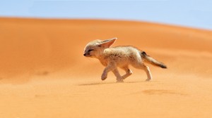 Какие животные живут в пустыне на территории России