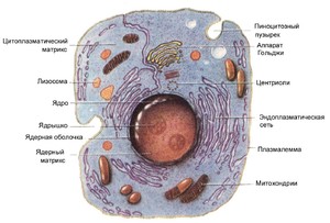 Животная клетка особенности строения