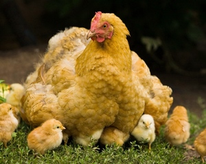 Цыплят по осени считают: значение пословицы
