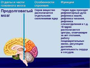 Из чего состоит продолговатый мозг