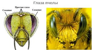 Строение органов зрения медоносной пчелы