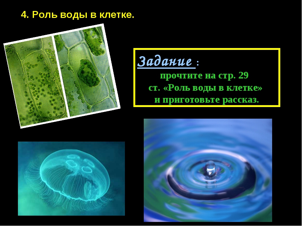 Свойства воды в живых организмах. Роль воды в жизнедеятельности клетки. Роль воды в живой клетке.