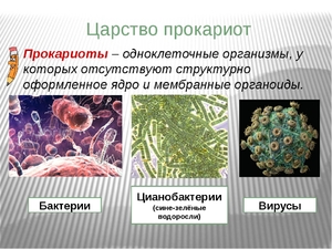 Одноклеточные прокариоты