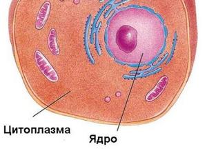 Цитоплазма: химический состав, строение и основные функции
