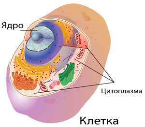Цитоплазма: характеристика