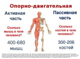 Сколько костей в теле взрослого человека