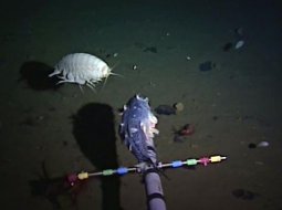 Мир Марианской впадины: тайны океанского дна, кто живет на большой глубине