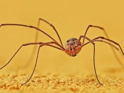 Ноги пауков — особенности и назначение конечностей членистоногих