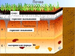 Гумус: определение состава, содержание и типа почвы