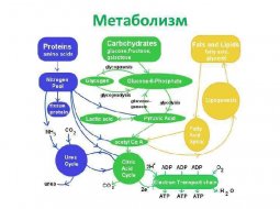 Обмен веществ и энергии в клетке: этапы и формула метаболического процесса