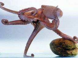 Сколько ног у осьминога и как он передвигается