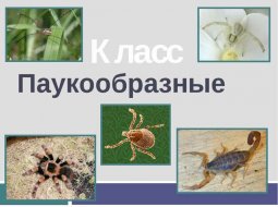 Общая характеристика пауков и представители ядовитых арахнидов