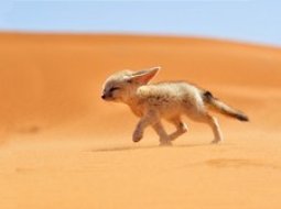 Какие животные живут в пустыне на территории России