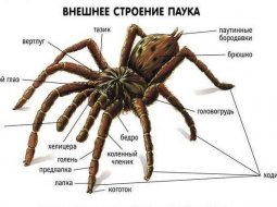 Анатомические особенности и значение пауков в природе