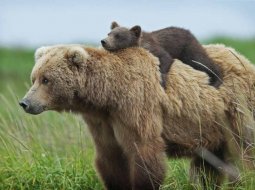 Сообщение интересных фактов о медведе