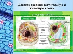 Строение животной (человека) и растительной клетки в биологии