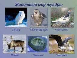 Многообразие природных зон России и их характеристика