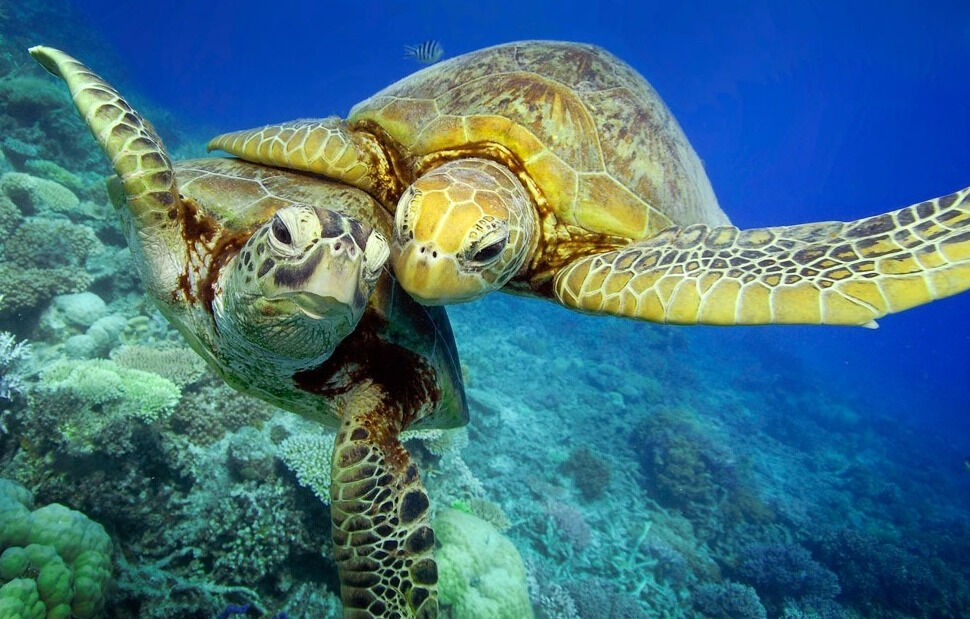 В Австралии редких черепах успешно спасают от вымирания (видео ...