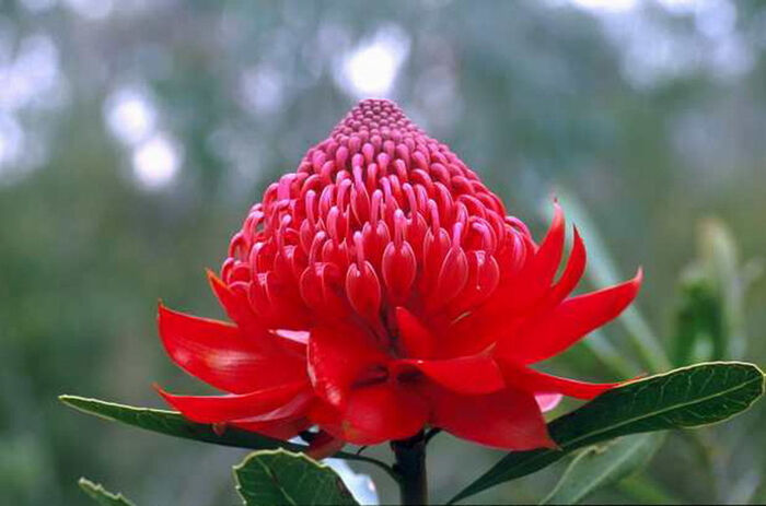 Роскошный австралийский цветок Телопея прекрасная. Обсуждение на ...