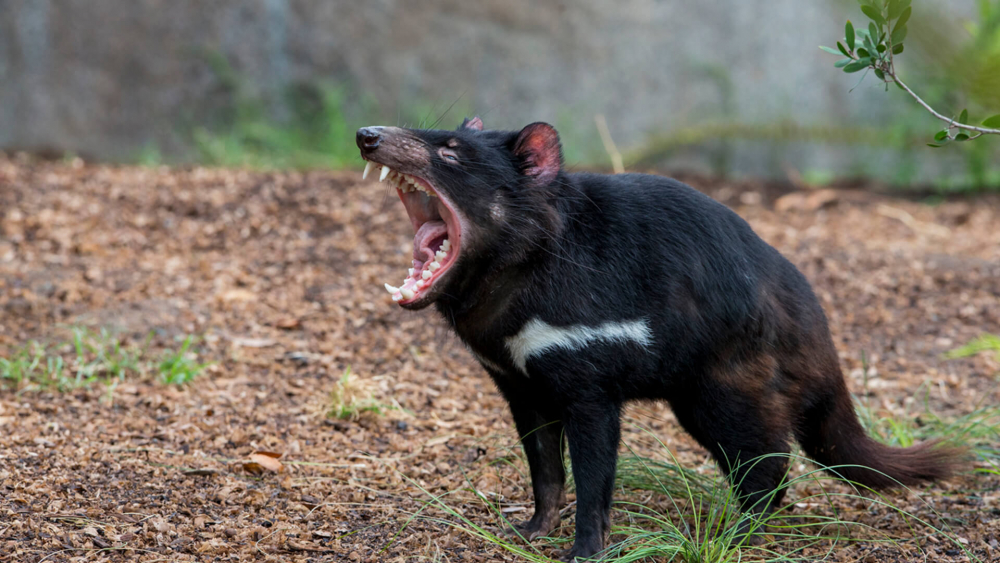 Тасманский дьявол - как выглядит, чем питается, как кричит, почему ...